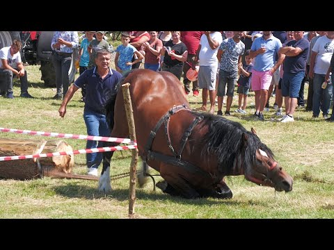 Armăsarul lui Ioan Cicio locul 2 la Ceanu Mare - Cluj 15 Iulie 2023