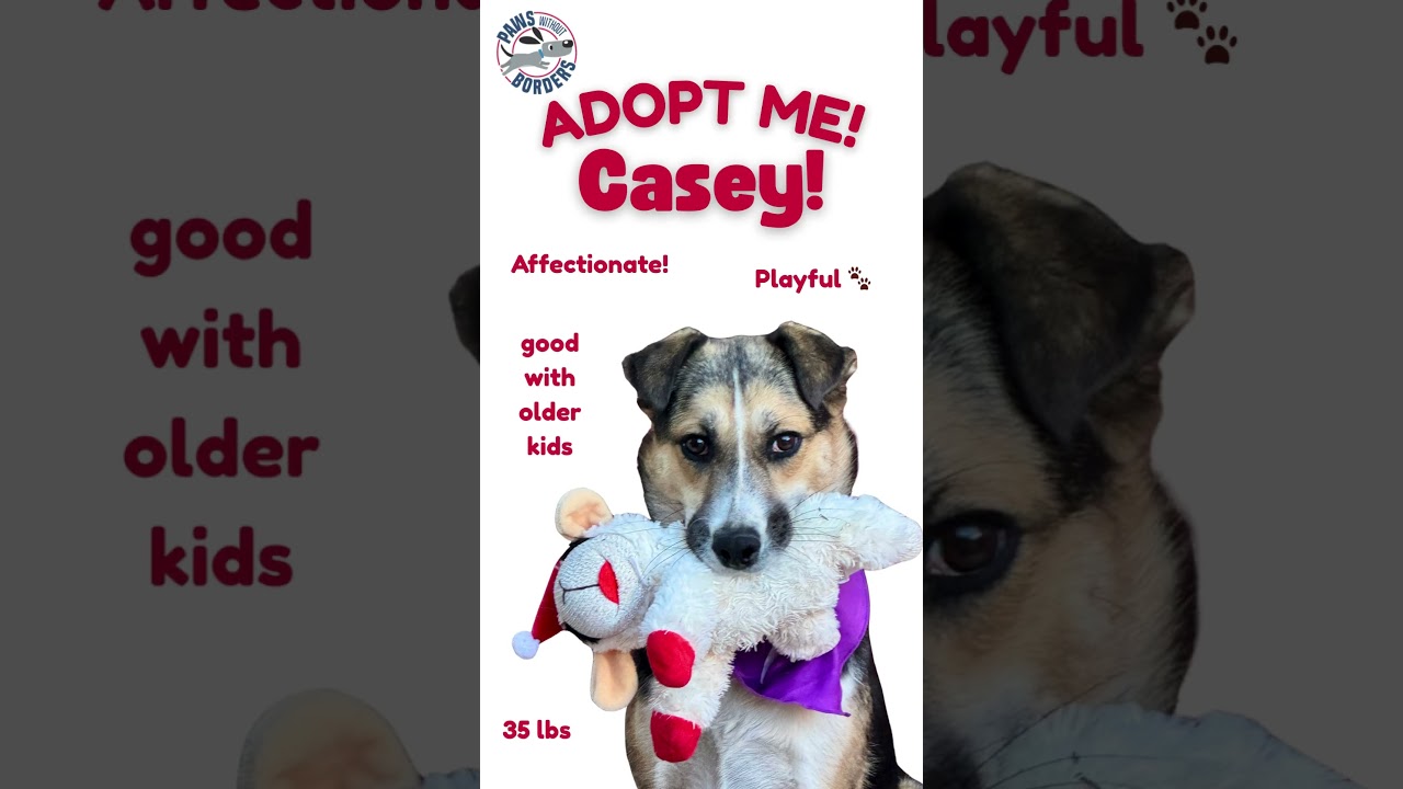 Enlarge Casey, a Adoptable mixed breed in Tucson, AZ video 4/5