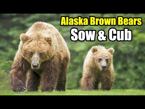 A Day with an Alaska Brown Bear Sow and Cub