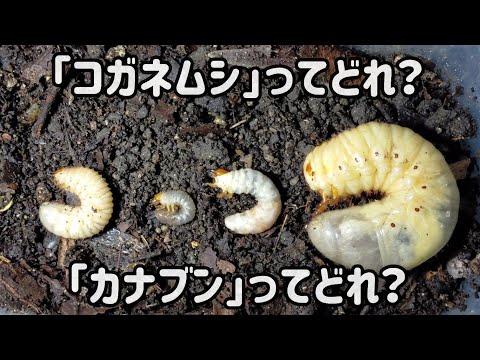 堆肥のカブトムシの幼虫の中に大きな白い虫がいるのはなぜですか