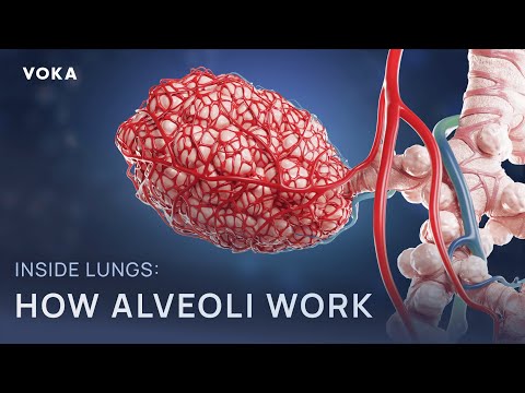 Inside the lungs: how alveoli work