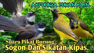 Download lagu PALING AMPUH.‼️ SUARA PIKAT BURUNG SOGON DAN SIKATAN KIPAS.. mp3