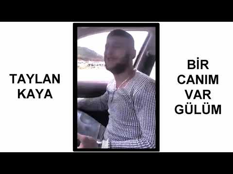 TAYLAN  KAYA. BİR  CANIM  VAR. GÜLÜM !......