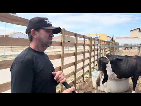 Feira do Gado em Bodocó Pernambuco 08/12/2025 esse é o gado do Amigo Galego 