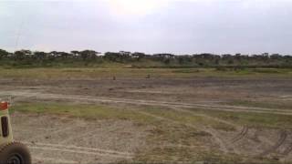 Three Lions Converge on Hobbled Zebra