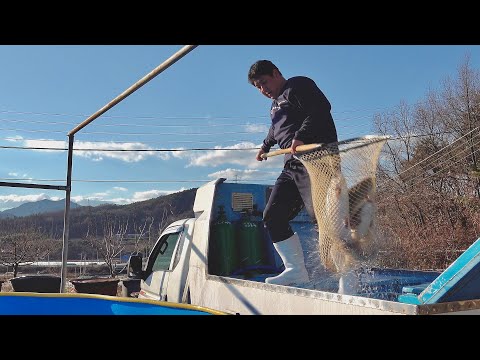 Mass-Producing Salmon With Amazing AI Technology. Korea’s Most Advanced Fish Farm