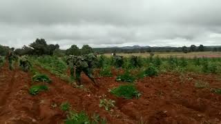 ELEMENTOS DEL EJERCITO MEXICANO DESTRUYEN PLANTÍO DE MARIHUANA