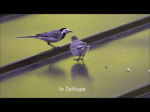 Die Bachstelze auf dem heißen Blechdach, mit Küken