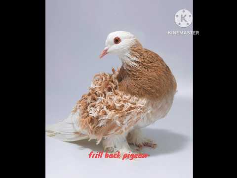 name of 5 types of fancy pigeon #youtubeshorts #viralshorts #viral