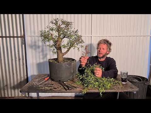Quick ELM trim, Aussie Bonsai Bloke