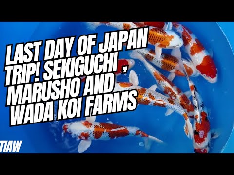Last day of koi buying trip to japan! sekiguchi , marusho and wada koi farms