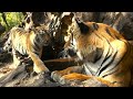 Tiger Cub Meets Her Father For The First Time 4K UHD Dynasties BBC Earth