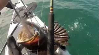 preview picture of video 'Ling Cod on Kayak Off Trinidad'