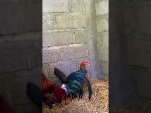 Breeding sweater - possum 226 - tornado hatch