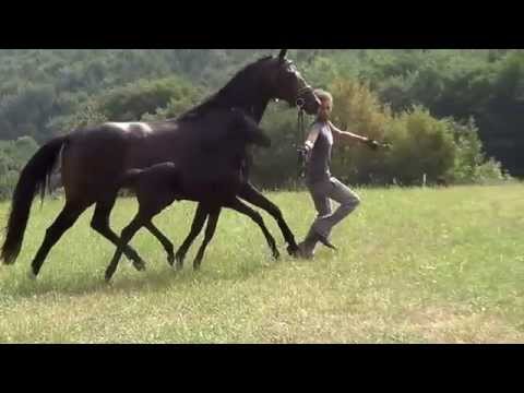 Hengstfohlen Black Beauty