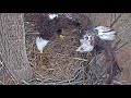 Port Tobacco Eagle Cam ✿Unwelcome Guest ✦ Hope Takes Care Of It ✿ 2023.01.10