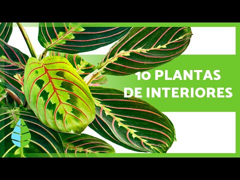 , title : '10 PLANTAS de INTERIOR Fáceis de Cuidar 🌺🌵 Muito Resistentes!'