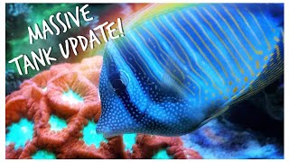 Massive #Reefzilla Update! New Fish & Coral! 180 gallon Custom Mixed Reef Update April 2020