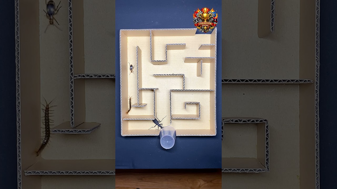 Insect Maze Race – Centipede vs Bombardier Beetle vs Snail Hunter