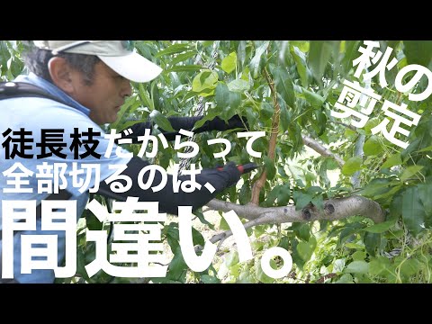 果樹の剪定はいつ行うのですか？秋の剪定方法と対処法は？完全ガイド  庭園