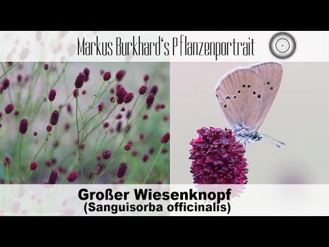 A MUST-HAVE - hemostatic, anti-inflammatory, analgesic, strengthening, native