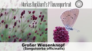 MUSS man haben - blutstillend, entzündungshemmend, schmerzlindernd, kräftigend, heimisch