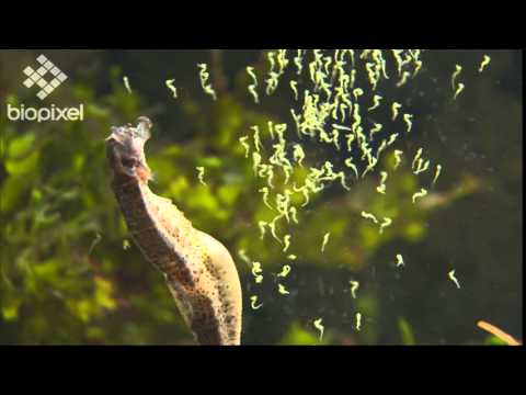 Los caballitos de mar mueren de amor