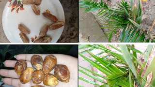 How to Grow Palm Tree at home | how to grow Dates Tree