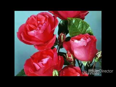 Oromo music Abdi Ibrahim Loomii jimmaa