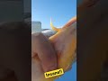Video Thumbnail for Perch Are Humpback Whales