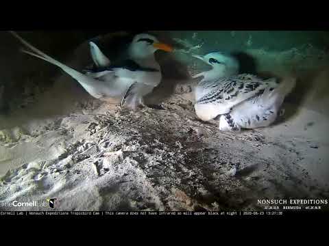 Tropicbird Parent Returns To Nonsuch Island To Feed Raucous Chick – June 23, 2020