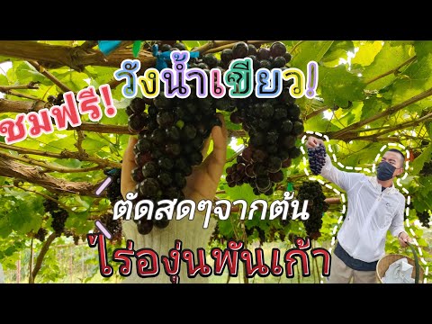 ไร่องุ่นพันเก้า อ.วังน้ำเขียว โคราชสายเช็คอินถ่ายรูปห้ามพลาด! ตัดองุ่นสดๆจากต้น
