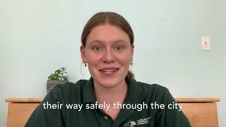 Window Decals for Birds