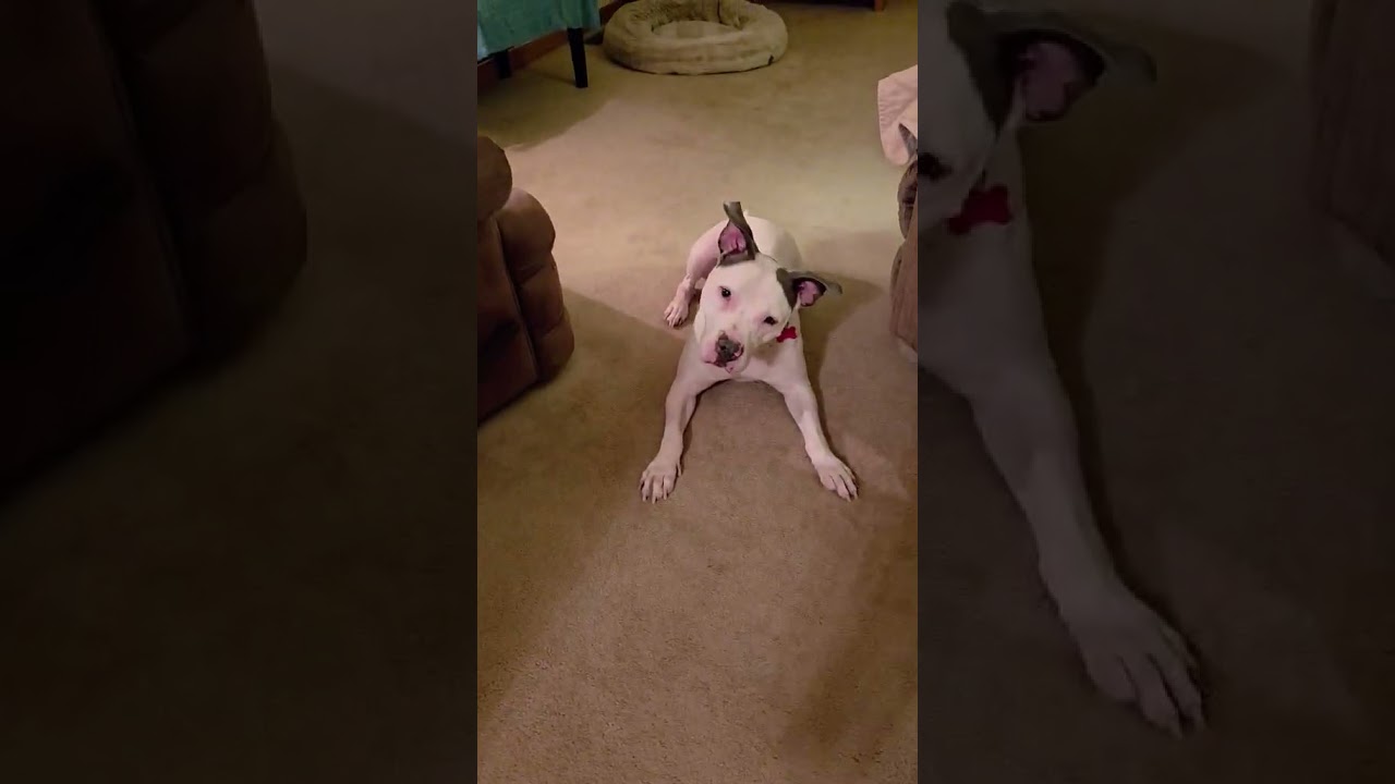 Enlarge CHANCE, a Adoptable mixed breed in Burton, MI video 6/6