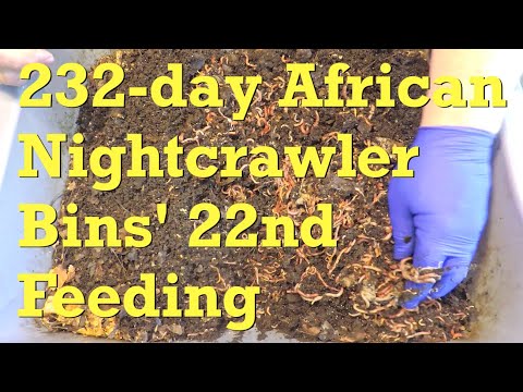 232-day ANC bins fed veggies, coffee & bread - vermicompost
