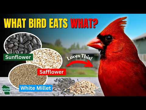 What Bird Seed Attracts What Birds? (Ultimate Backyard Feeding Guide)