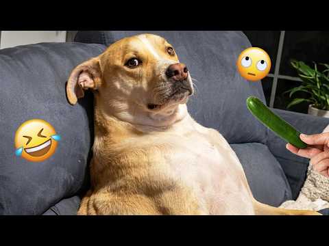 I dare you not to LAUGH at these FUNNY DOGS 😁🦮 - Best Funny Animals Videos 2026 #328