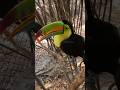 Tucán Pico Iris / Ramphastos sulfuratus.  #tucan