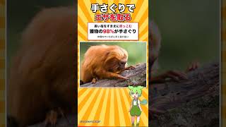 日本で1か所でしか会えない金色のサル #shorts
