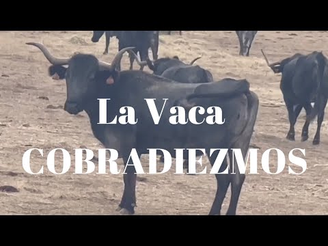 🧲La Vaca COBRADIEZMOS, Madre de Nuestro Famoso Toro Indultado en Sevilla por Manuel Escribano
