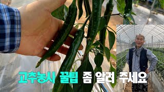 고추농사 꿀팁 좀 알려 주세요?? 정식 45일차 점검