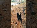 Behemoth The Black Cat Takes Me For A Walk Cat Nature Shorts Katze