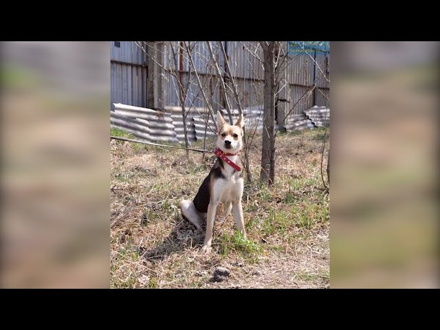 Мировой суд Ангарска признал виновным 27-летнего местного жителя в жестоком обращении с животными