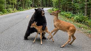Momentos De Animais Inacreditáveis Capturados Por Câmeras!