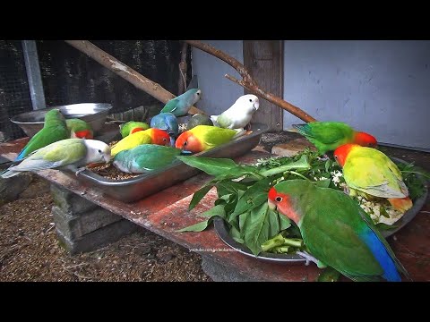 Peach-faced Lovebirds Aviary: March 2024 (Lovebird TV)