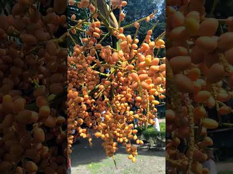 Choose only one master—nature." —