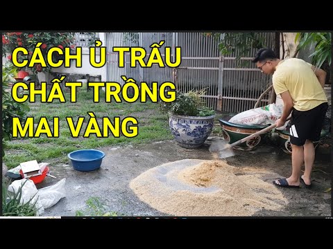 🔴 QBS22273 - CÁCH Ủ TRẤU SỐNG HOAI MỤC VỚI TRICO | CHẤT TRỒNG CHO CÂY MAI VÀNG MIỀN BẮC LOẠI NÀO TỐT