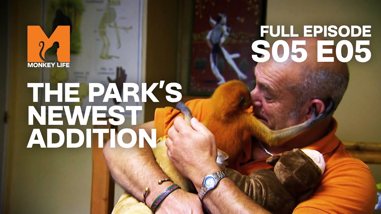 We See Baby Mikado | Season 5 Episode 5 | Full Episode | Monkey Life