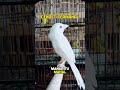 Termahal ️ Burung Cendet Albino Birds Kicaumania