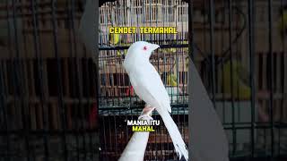 Download lagu Termahal ‼️ Burung Cendet Albino😍 #birds #kicaumania mp3